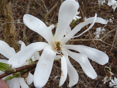 Fleurs blanches aux pétales étalées, mouillées par la pluie. Agrandir dans une nouvelle fenêtre (ou onglet)